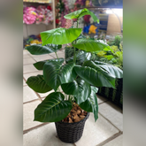 Planta com Vaso 90cm